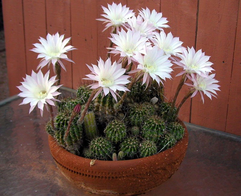 hermoso cactus floreciente