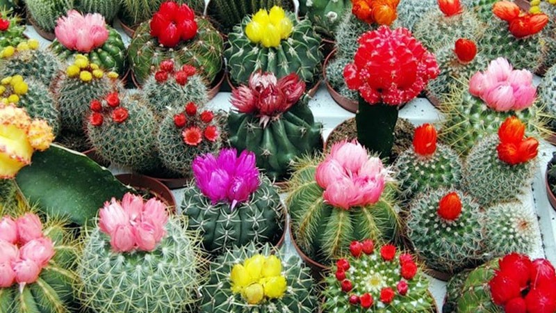 cactus florecientes en todo su esplendor