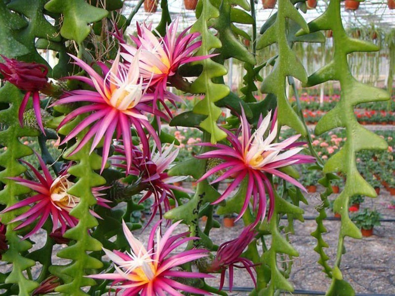 un type de cactus en fleurs