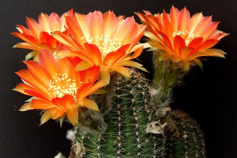 échinopsis de cactus