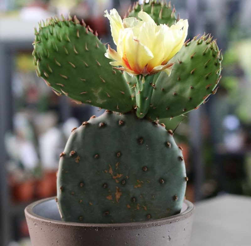 cactus de figue de barbarie en fleurs