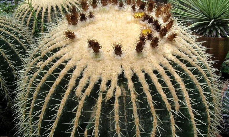 cactus en fleurs