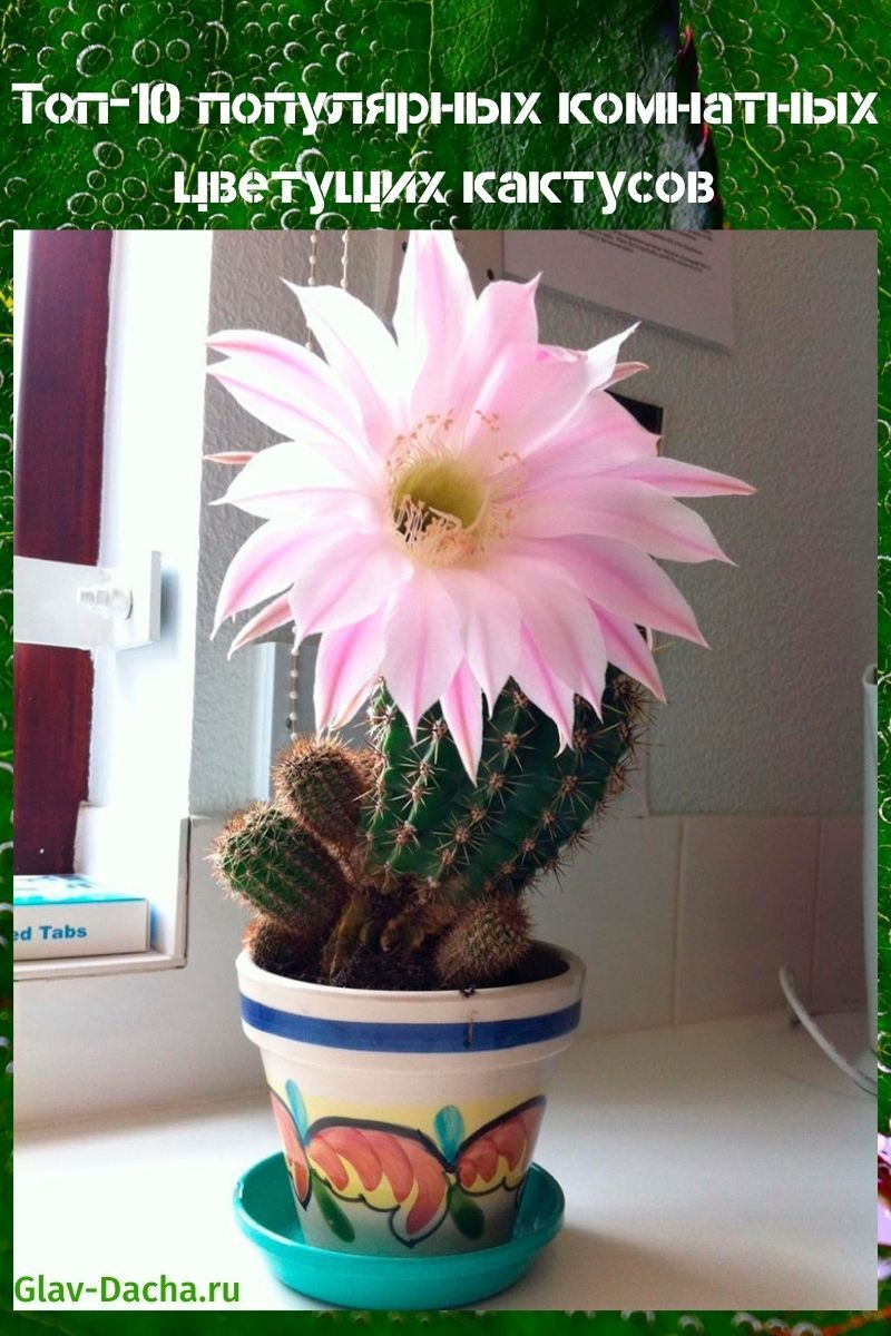 cactus en fleurs