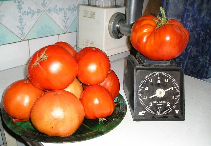 gros fruits de tomates