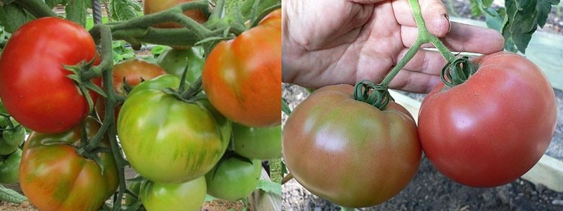 Frutos de un tomate Staroselsky maduro temprano