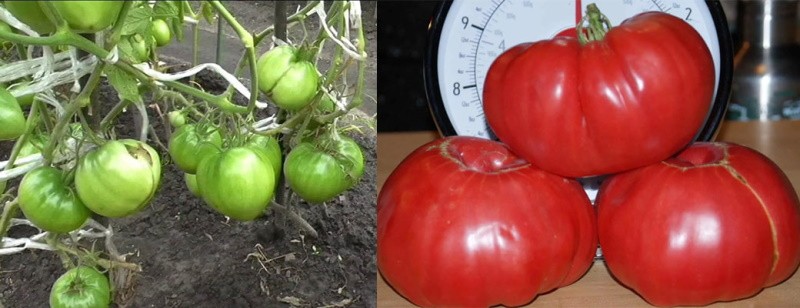 variedad de tomate Azúcar pudovichok