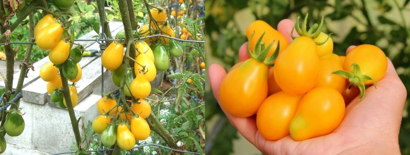 goutte de miel de tomates