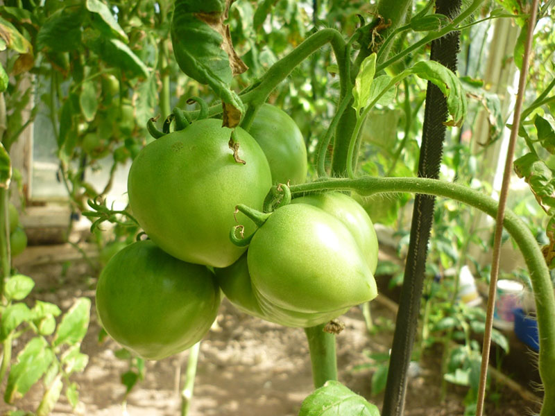 fruta en forma de corazón