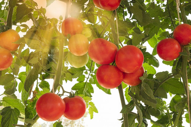 maturation uniforme des fruits