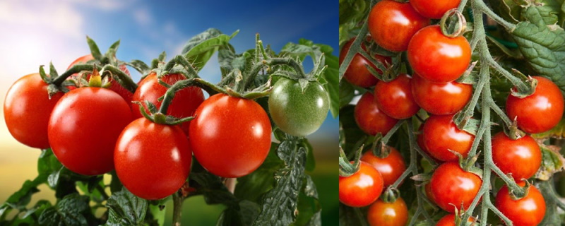 tomates dulce niña