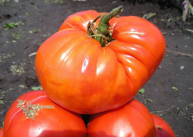 gigante de azúcar de tomate