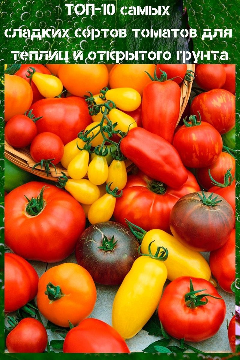 las variedades más dulces de tomates