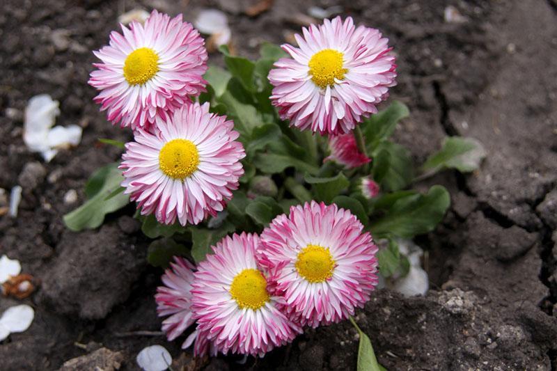 Margaritas rosadas