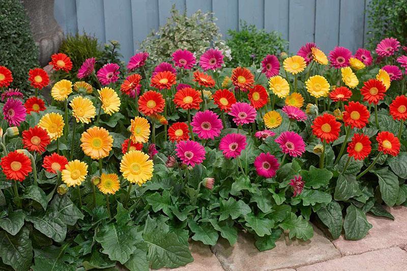 gerberas de diferentes variedades