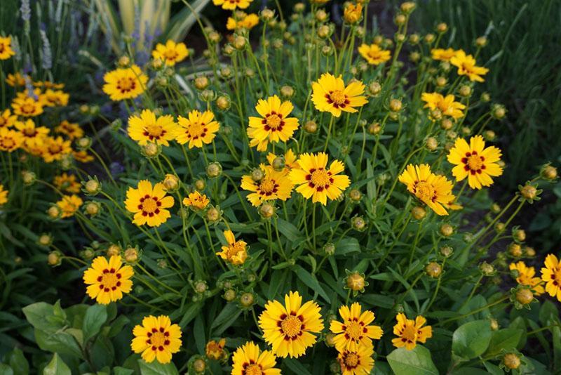 coreopsis creciente en el jardín