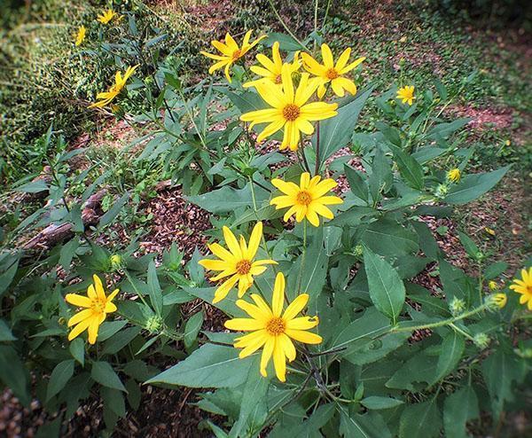 La alcachofa de Jerusalén floreció en el país