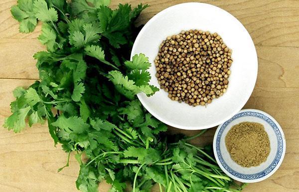 preparamos cilantro para el invierno