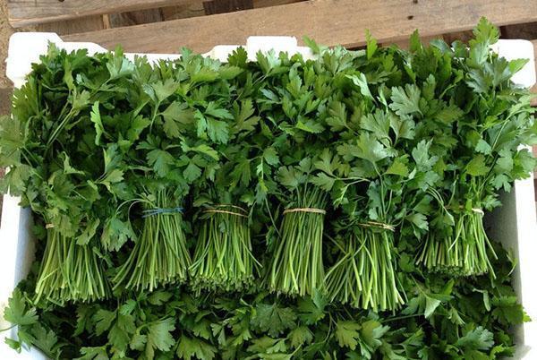 preparación de cilantro