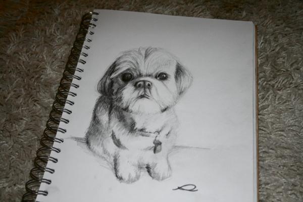 SHIH TZU رسم تقليدي لقطعة شيه تزو.