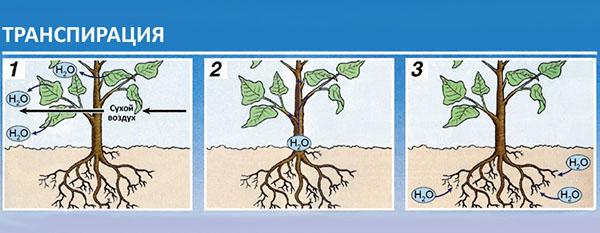 intercambio de humedad en las plantas