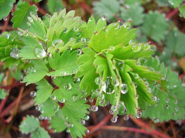 hoja como órgano de transpiración