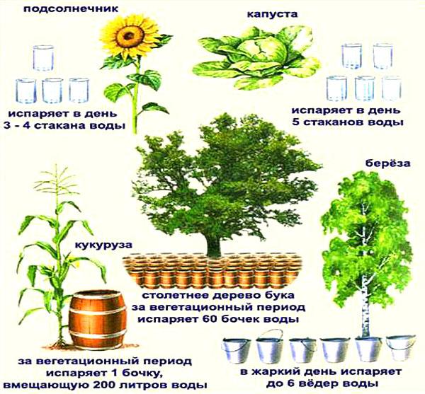 variación diurna de la transpiración en diferentes plantas