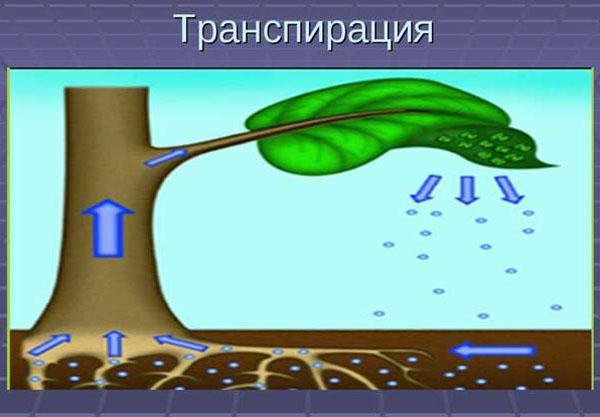 transpiración en plantas
