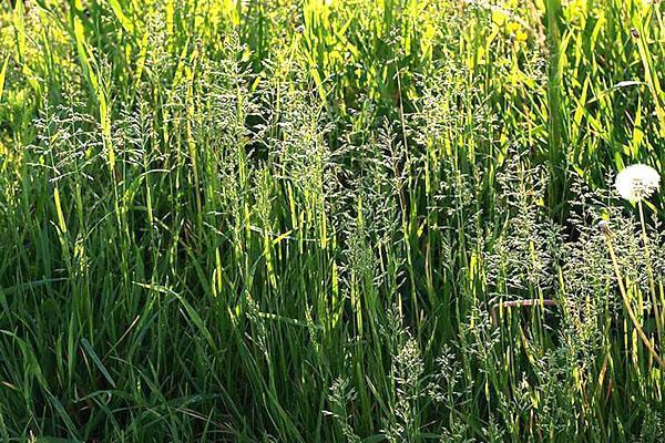 Pradera, bluegrass