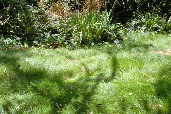 Festuca en la naturaleza