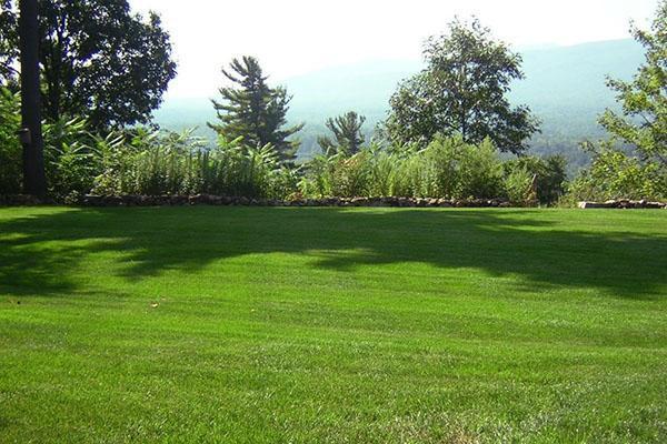 La beauté d'une pelouse dépend de la bonne sélection de graines