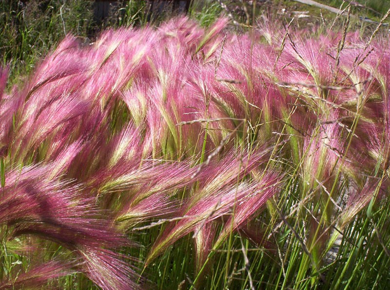 decora el jardín hierba pluma hierba