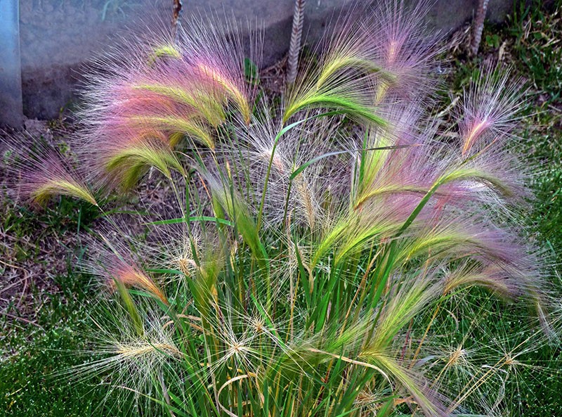 pasto de plumas de pasto con propiedades medicinales