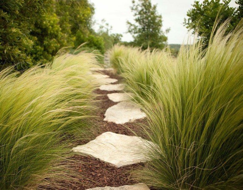 hierba de plumas a lo largo del camino del jardín