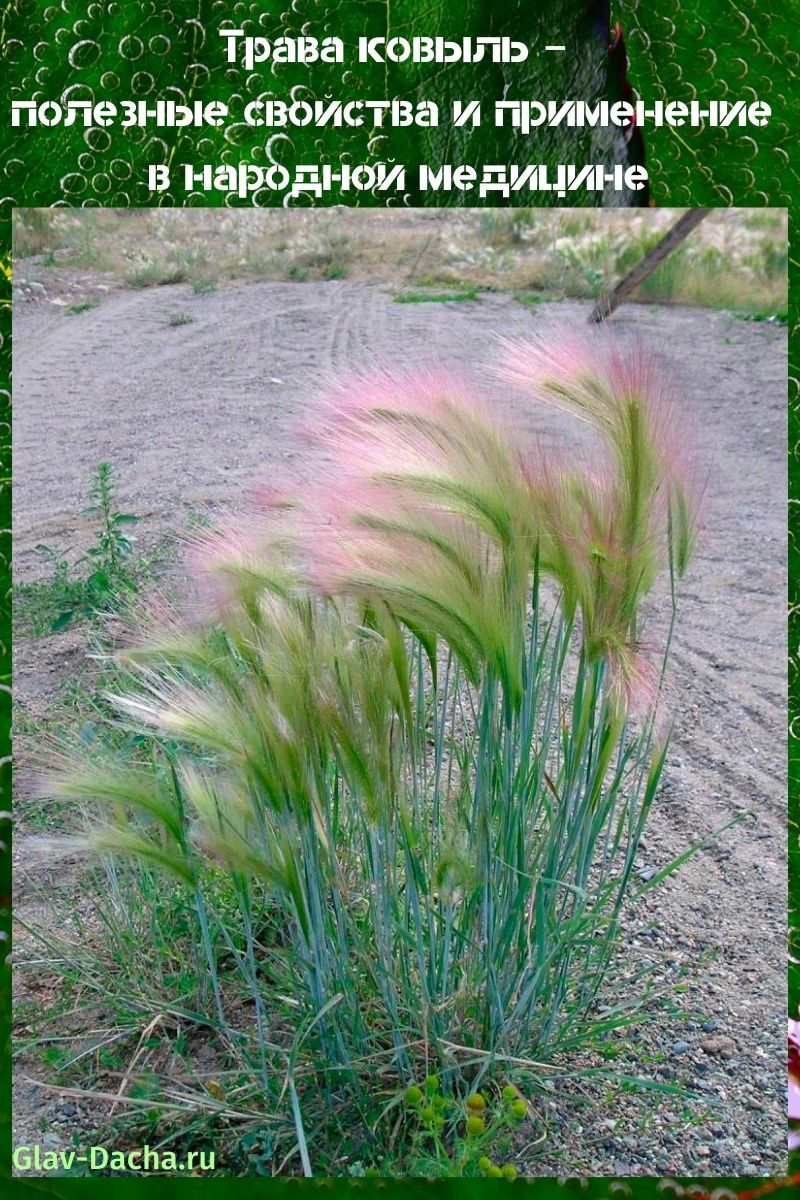 hierba de plumas