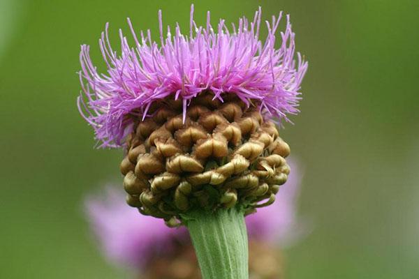 fleur de racine de maral