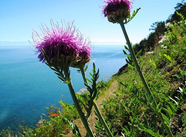 plante médecinale