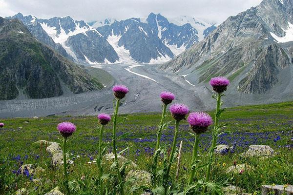 racine de leuzea maral