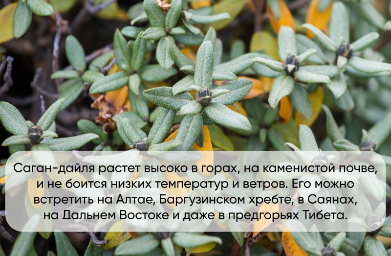 rhodendron d'Adams ou sagan dyle