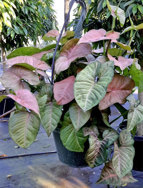 temperatura y humedad para syngonium