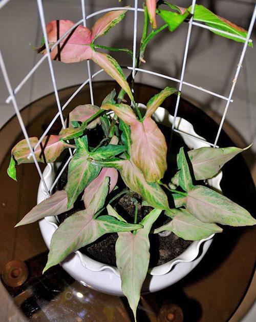 syngonium après transplantation