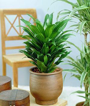 Variétés de Dracaena Janet Craig Compacta