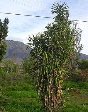 Dracaena parfumé dans la nature