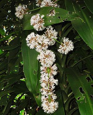 Floraison Dracaena