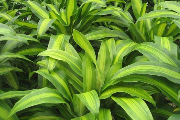 Variétés parfumées de Dracaena Massangeana