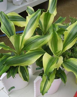 Variété Dracaena Lindenii