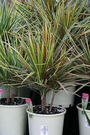 Dracaena bordé