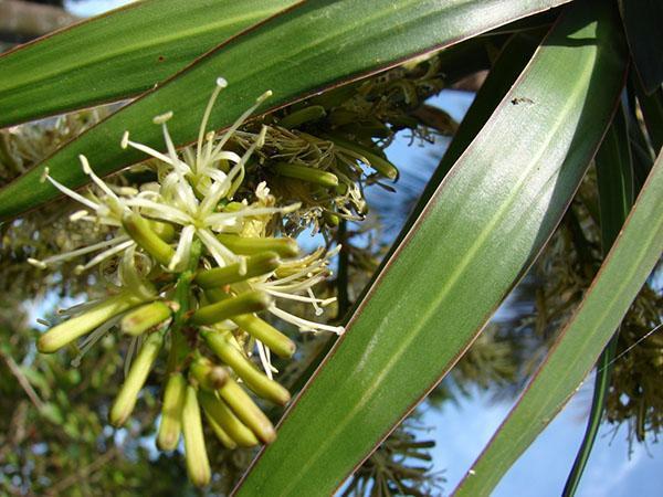 Dracaena fleuri bordé