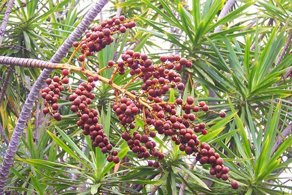 Fruits Dracaena bordés