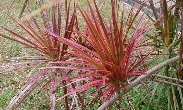 Colorama Bordé de Dracaena