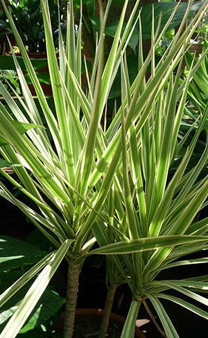 Dracaena bordé de Bicolor